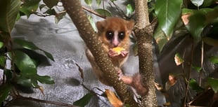 Shaldon is first UK zoo to house rare mouse lemur